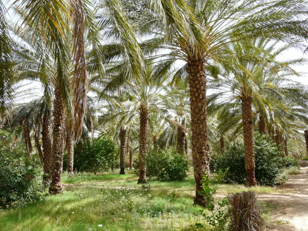 Agro Sourcing Palmiers