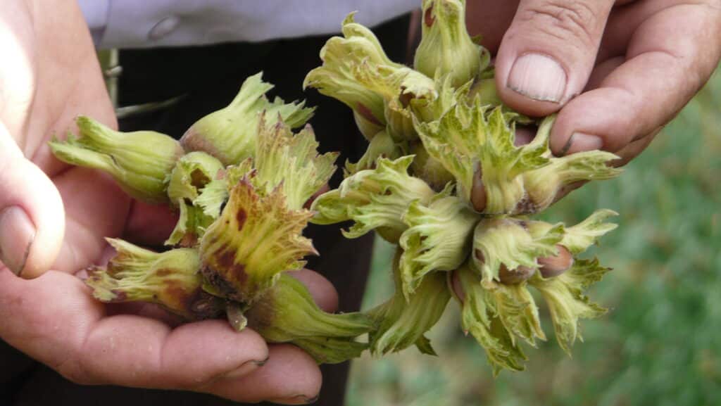 Agro Sourcing Récolte de noisettes