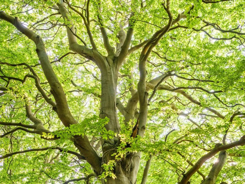 Festival de l’Arbre